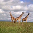 <div class="at-above-post-homepage addthis_tool" data-url="http://trademission.kenyagreece.com/en2013/nairobi-national-park-excursion/"></div>Nairobi National Park is a unique ecosystem by being the only protected area in the world close to a capital city.<!-- AddThis Advanced Settings above via filter on get_the_excerpt --><!-- AddThis Advanced Settings below via filter on get_the_excerpt --><!-- AddThis Advanced Settings generic via filter on get_the_excerpt --><!-- AddThis Share Buttons above via filter on get_the_excerpt --><!-- AddThis Share Buttons below via filter on get_the_excerpt --><div class="at-below-post-homepage addthis_tool" data-url="http://trademission.kenyagreece.com/en2013/nairobi-national-park-excursion/"></div><!-- AddThis Share Buttons generic via filter on get_the_excerpt -->